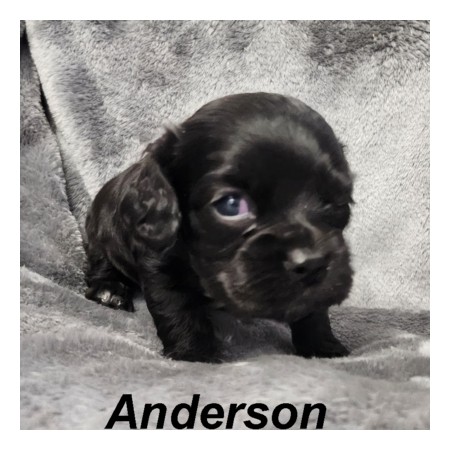 puppy, for, sale, Cockilear, Joe & Cherri  Overlease, dog, breeder, Miller, MO, dog-breeder, puppy-for-sale, forsale, nearby, find, puppyfind, locator, puppylocator, aca